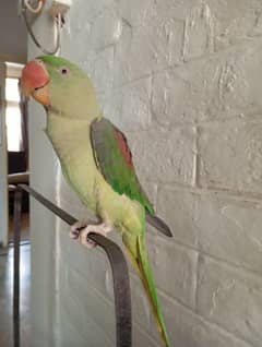 Talking Raw parrot Hand tamed
