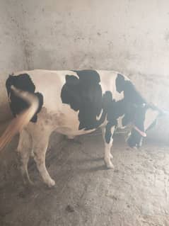 cow farami available