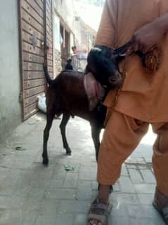 Bakra for sale 2 dant