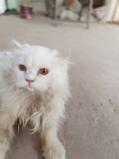 Russian cats for sale