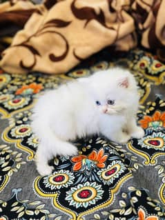 Persian triple coated kitten cat male &female kitten odd eyes blue eye