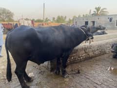 Jhota for sale