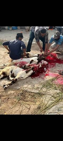 Butcher For Goat Qurbani | Qasai bakery ki Qurbani k Liye