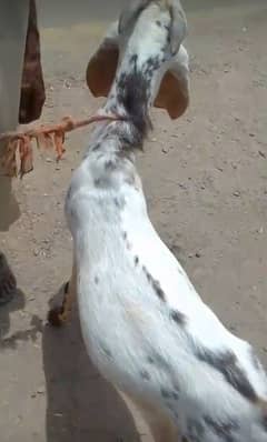 Qurbani