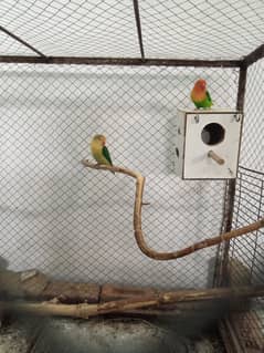 100 % breeder pair ha 2