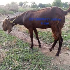 bakri ur bakra for sale 48+60