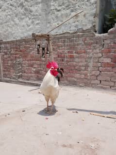 RiR hens sale