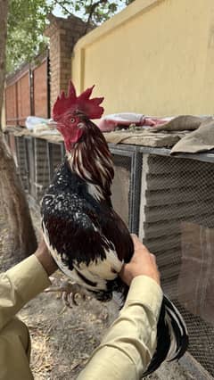 Breeder male