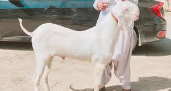 Rajanpuri