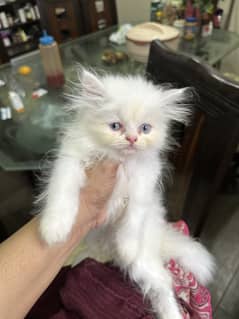 Persian