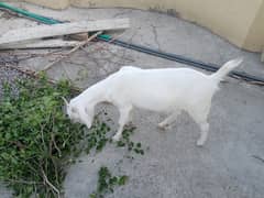RAJAN PURI GOAT FEMALE FOR SALE