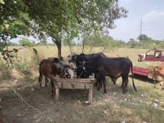 Qurbani