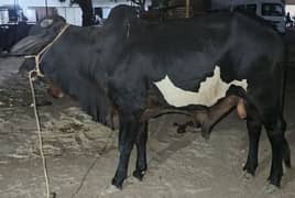 Cow for Sale/ Beautiful Cow/wachra