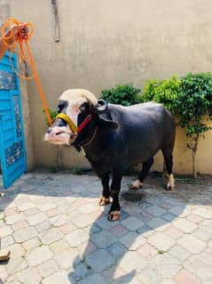 qurbani k liy jhotta for sell 03049214019