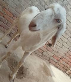 Bakra argent for sale 03/35/33/64/48/5