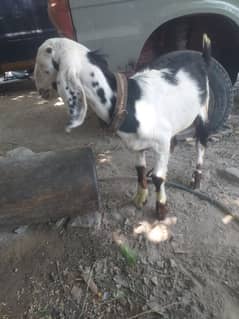 femil Goat available
