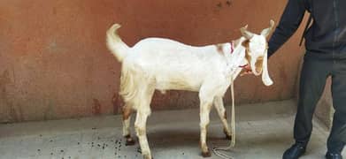 bakra