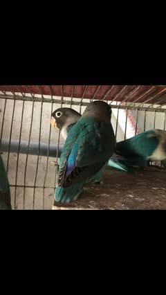Blue Pasnata for sale Healthy and Beautiful only per pair 2200 only