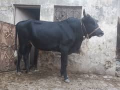 Desi Bulls | cow | Bachra | Vacha | Bull For Qurbani