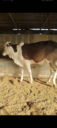 2 daant 2 bachra for sale