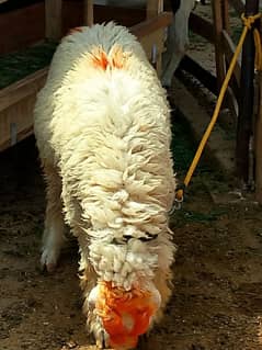 Bakra for sal