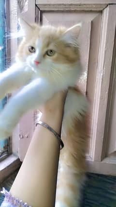 cat's