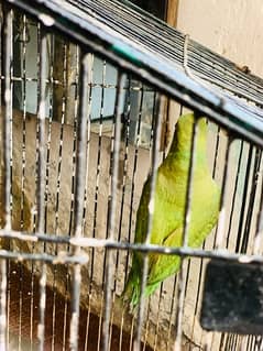pahari parrot baby 7 month age
