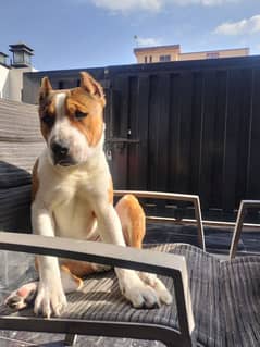 American pitbull