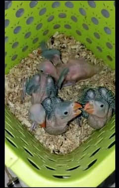 Green_Chiks