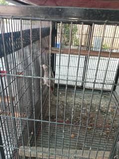 African grey breeder pair ,7 years age ,nail tail fly all ok