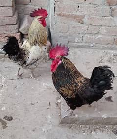 MashAllah full healthy & active 3 Desi Murghe for sale. Per Murgha2500