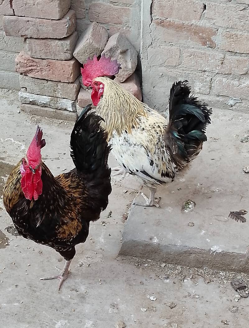 MashAllah full healthy & active 3 Desi Murghe for sale. Per Murgha2500 1