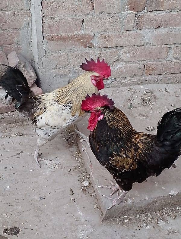 MashAllah full healthy & active 3 Desi Murghe for sale. Per Murgha2500 2