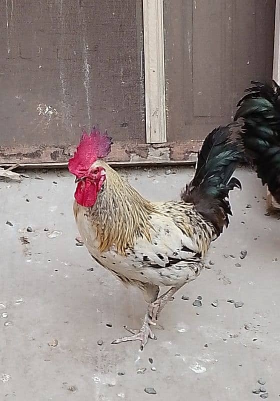 MashAllah full healthy & active 3 Desi Murghe for sale. Per Murgha2500 5