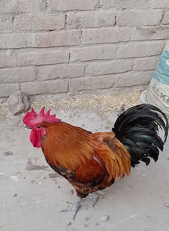 MashAllah full healthy & active 3 Desi Murghe for sale. Per Murgha2500 8