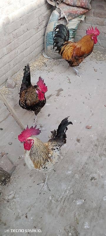 MashAllah full healthy & active 3 Desi Murghe for sale. Per Murgha2500 11