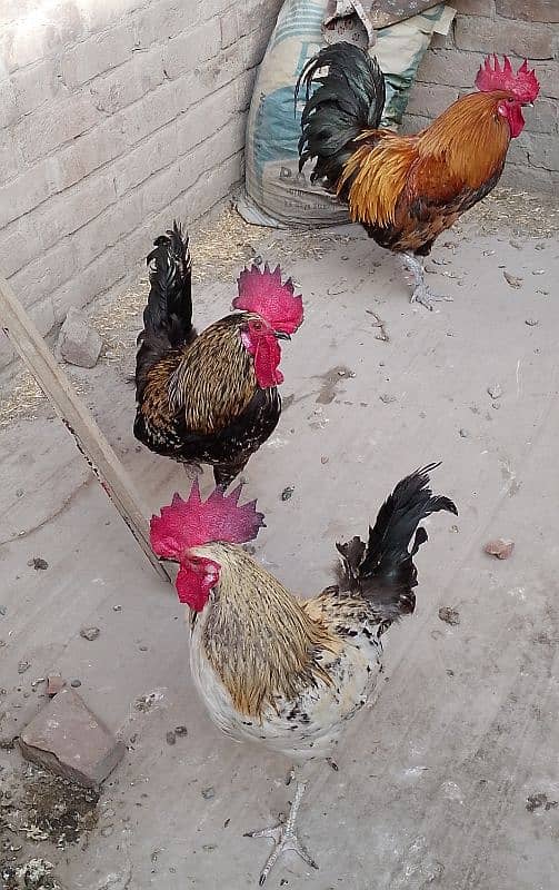 MashAllah full healthy & active 3 Desi Murghe for sale. Per Murgha2500 13