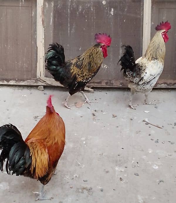 MashAllah full healthy & active 3 Desi Murghe for sale. Per Murgha2500 16
