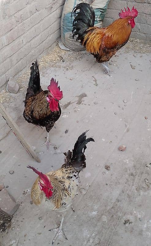 MashAllah full healthy & active 3 Desi Murghe for sale. Per Murgha2500 17