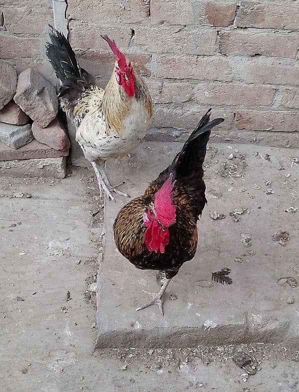 MashAllah full healthy & active 3 Desi Murghe for sale. Per Murgha2500 18