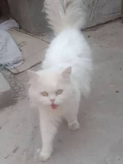 persian Male available  03004245714
