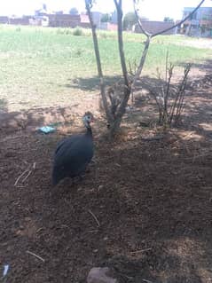 rabbits aseel murgay our sharazi pigeon for sale 03162794860