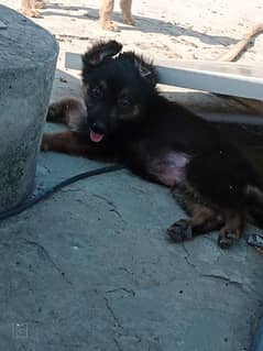 German shepherd puppy Double coat gsd puppies