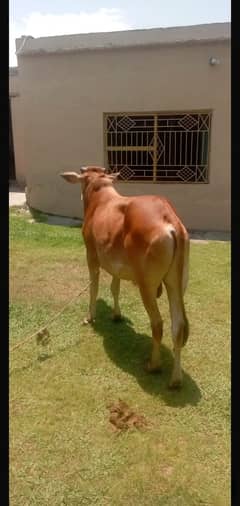 Desi