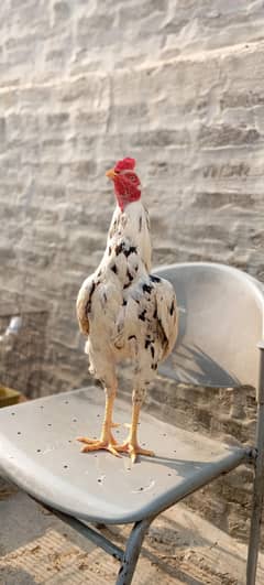 Aseel China male with Hera female