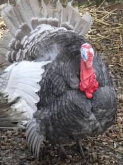 lavender blue slate Turkey bird /peru / turki chicks / bacha & eggs