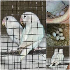 Albino