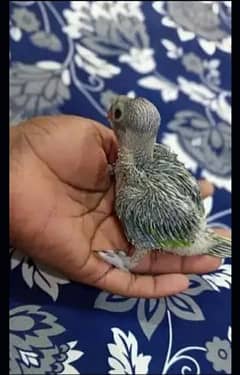 Katha_Chiks_For