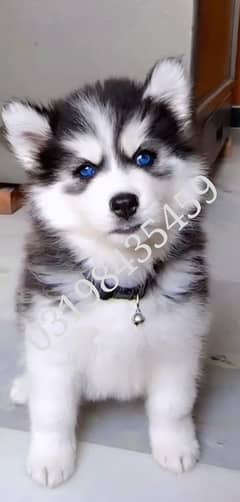 Siberian husky puppies 03198435459