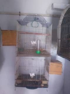 bird
